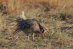 Sharp-tailed Grouse